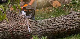 Best Tree and Shrub Care  in Sheffield, IA