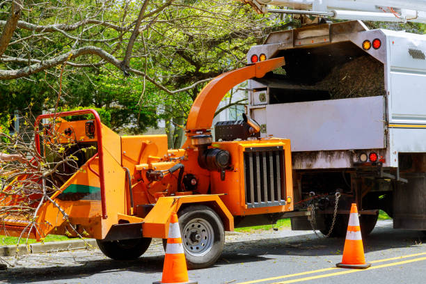Best Mulching Services  in Sheffield, IA