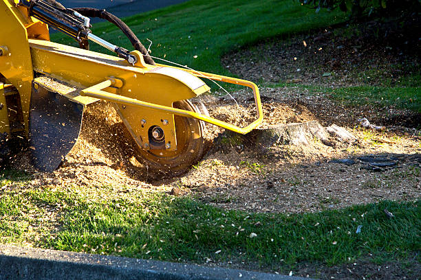 Best Hazardous Tree Removal  in Sheffield, IA