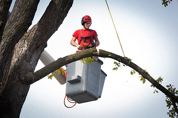Trusted Sheffield, IA Tree Services Experts