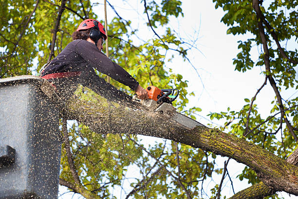 Best Hedge Trimming  in Sheffield, IA